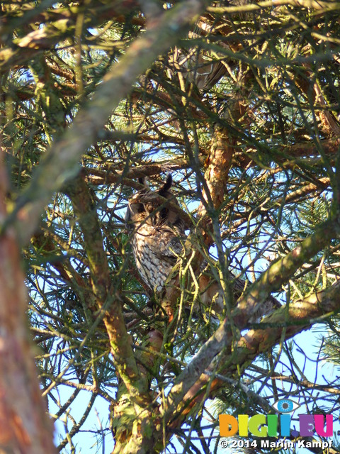 FZ011055 Long-eared owl (Asio otus) in tree